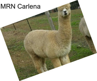 MRN Carlena