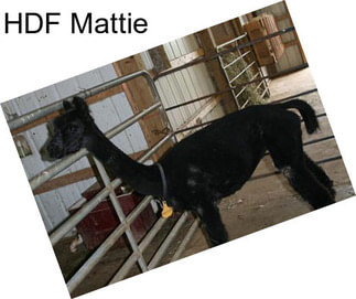 HDF Mattie