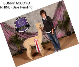 SUNNY ACCOYO RHINE (Sale Pending)