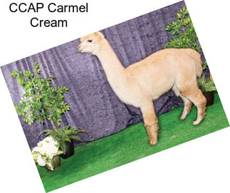 CCAP Carmel Cream