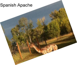 Spanish Apache