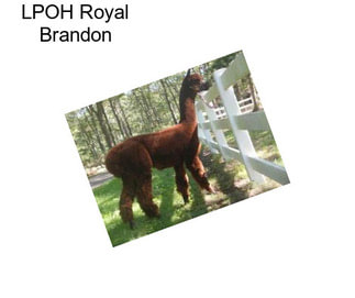LPOH Royal Brandon