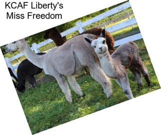 KCAF Liberty\'s Miss Freedom