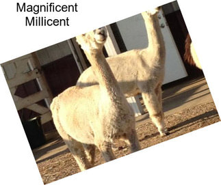 Magnificent Millicent