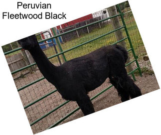 Peruvian Fleetwood Black