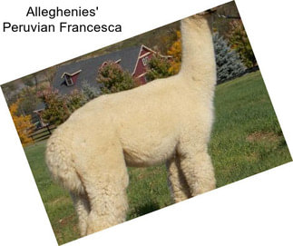 Alleghenies\' Peruvian Francesca