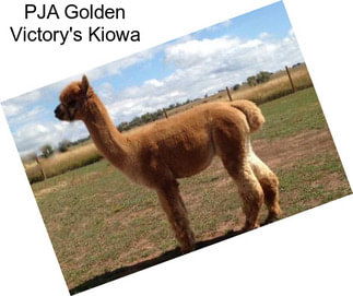 PJA Golden Victory\'s Kiowa