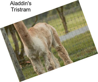 Aladdin\'s Tristram