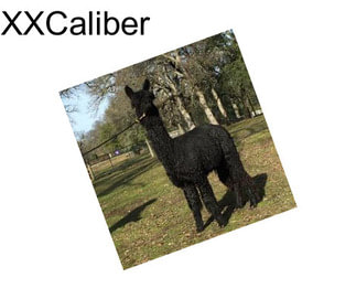 XXCaliber