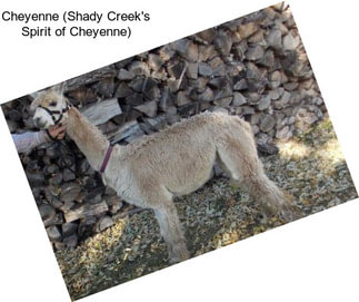 Cheyenne (Shady Creek\'s Spirit of Cheyenne)