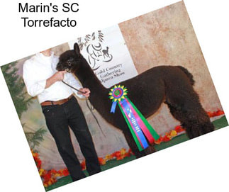 Marin\'s SC Torrefacto
