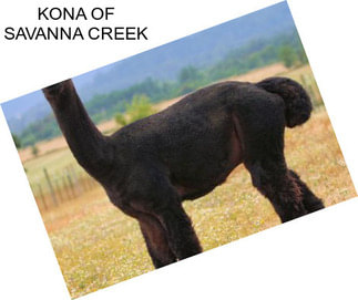 KONA OF SAVANNA CREEK