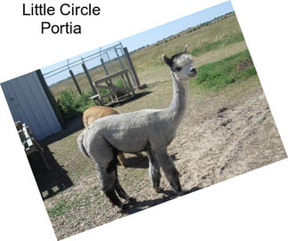 Little Circle Portia