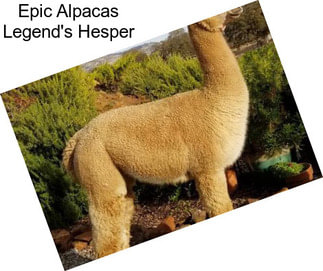 Epic Alpacas Legend\'s Hesper