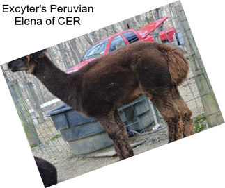 Excyter\'s Peruvian Elena of CER