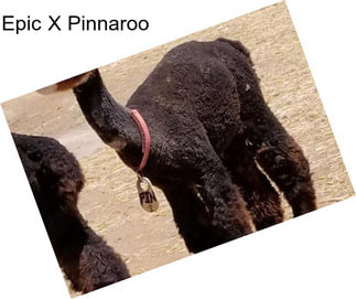 Epic X Pinnaroo