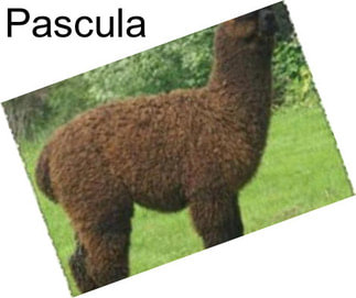 Pascula