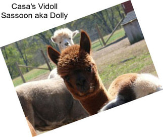 Casa\'s Vidoll Sassoon aka Dolly