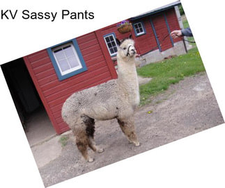 KV Sassy Pants