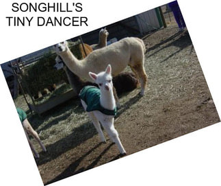 SONGHILL\'S TINY DANCER