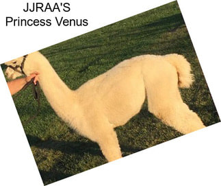 JJRAA\'S Princess Venus