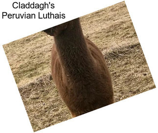 Claddagh\'s Peruvian Luthais