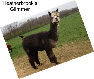 Heatherbrook\'s Glimmer