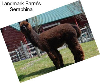 Landmark Farm\'s Seraphina
