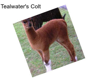 Tealwater\'s Colt