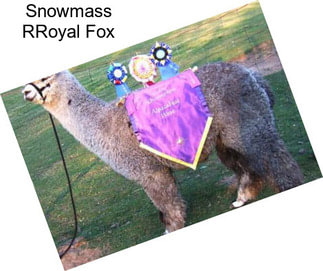 Snowmass RRoyal Fox
