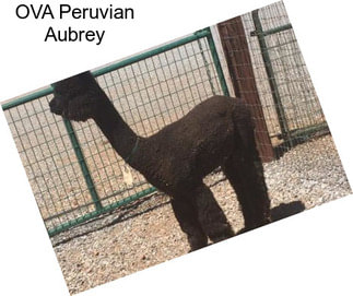 OVA Peruvian Aubrey