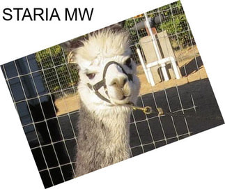 STARIA MW