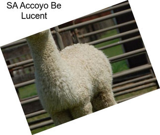 SA Accoyo Be Lucent