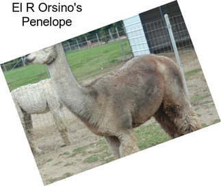 El R Orsino\'s Penelope