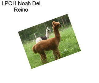 LPOH Noah Del Reino