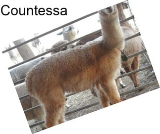 Countessa