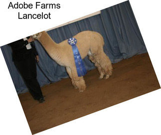 Adobe Farms Lancelot