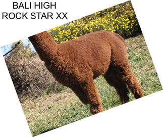 BALI HIGH ROCK STAR XX
