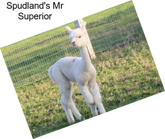 Spudland\'s Mr Superior