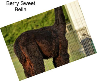 Berry Sweet Bella