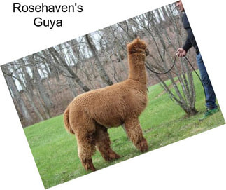 Rosehaven\'s Guya