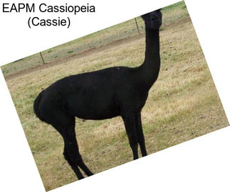 EAPM Cassiopeia (Cassie)