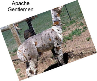 Apache Gentlemen