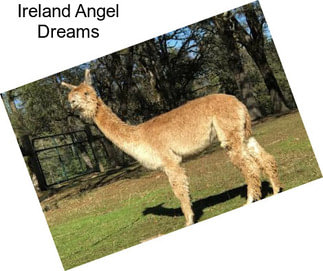 Ireland Angel Dreams