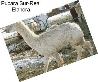 Pucara Sur-Real Elanora