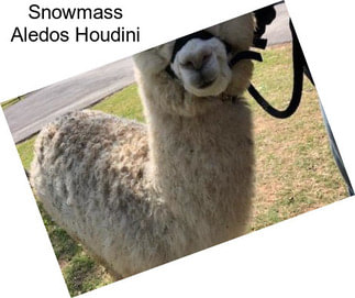 Snowmass Aledos Houdini