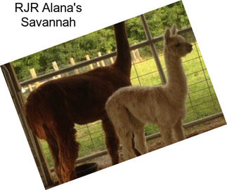 RJR Alana\'s Savannah