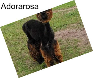 Adorarosa