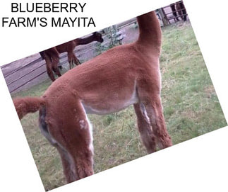 BLUEBERRY FARM\'S MAYITA