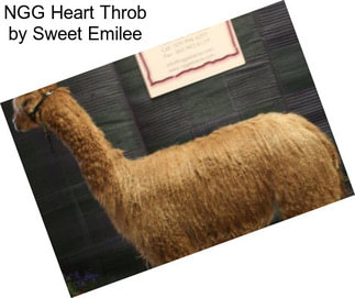 NGG Heart Throb by Sweet Emilee